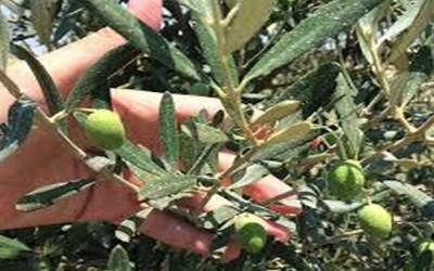 Διακύμανση θρεπτικών συστατικών φύλλων ελιάς ανά εποχή με βάση την εμπειρία μας