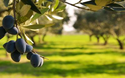 Διαφυλλικές παρεμβάσεις θρεπτικών συστατικών στην ελιά ανάλογα με το τι θέλουμε να πετύχουμε