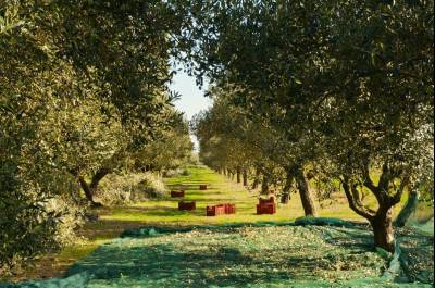 Μάρτιος και Απρίλιος στην ελιά: Οι κινήσεις-κλειδιά που καθορίζουν όλη τη σοδειά